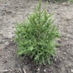 Blaze Norway Spruce (Picea abies 'Blaze')