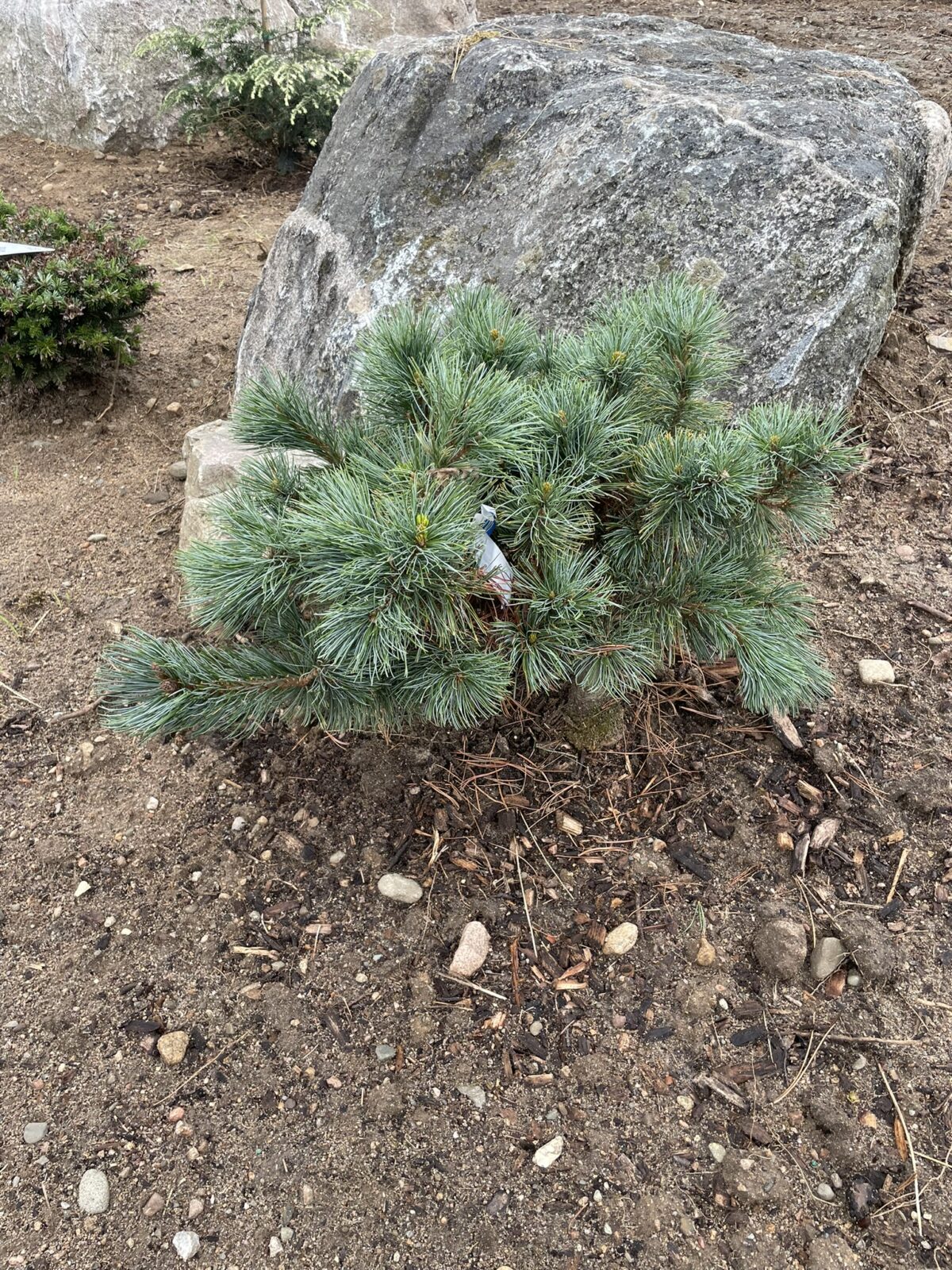 Blue Dwarf Japanese Stone Pine (Pinus pumila ‘Blue Dwarf’)