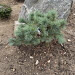 Blue Dwarf Japanese Stone Pine (Pinus pumila ‘Blue Dwarf’)