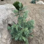 Blue Korean Arborvitae (Thuja koraiensis ‘Glauca’)