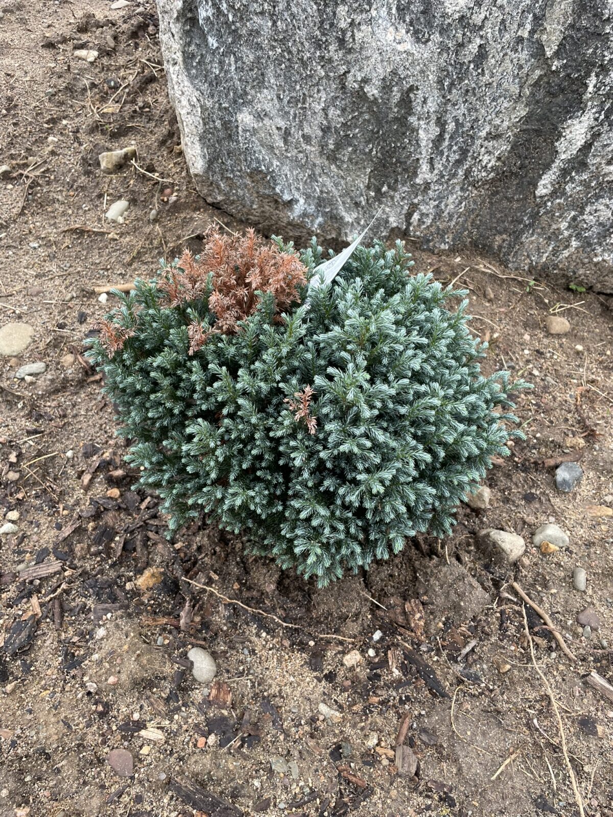 Blue Moon Sawara Cypress (Chamaecyparis pisifera ‘Blue Moon’)