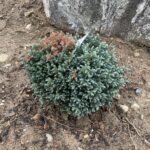 Blue Moon Sawara Cypress (Chamaecyparis pisifera ‘Blue Moon’)