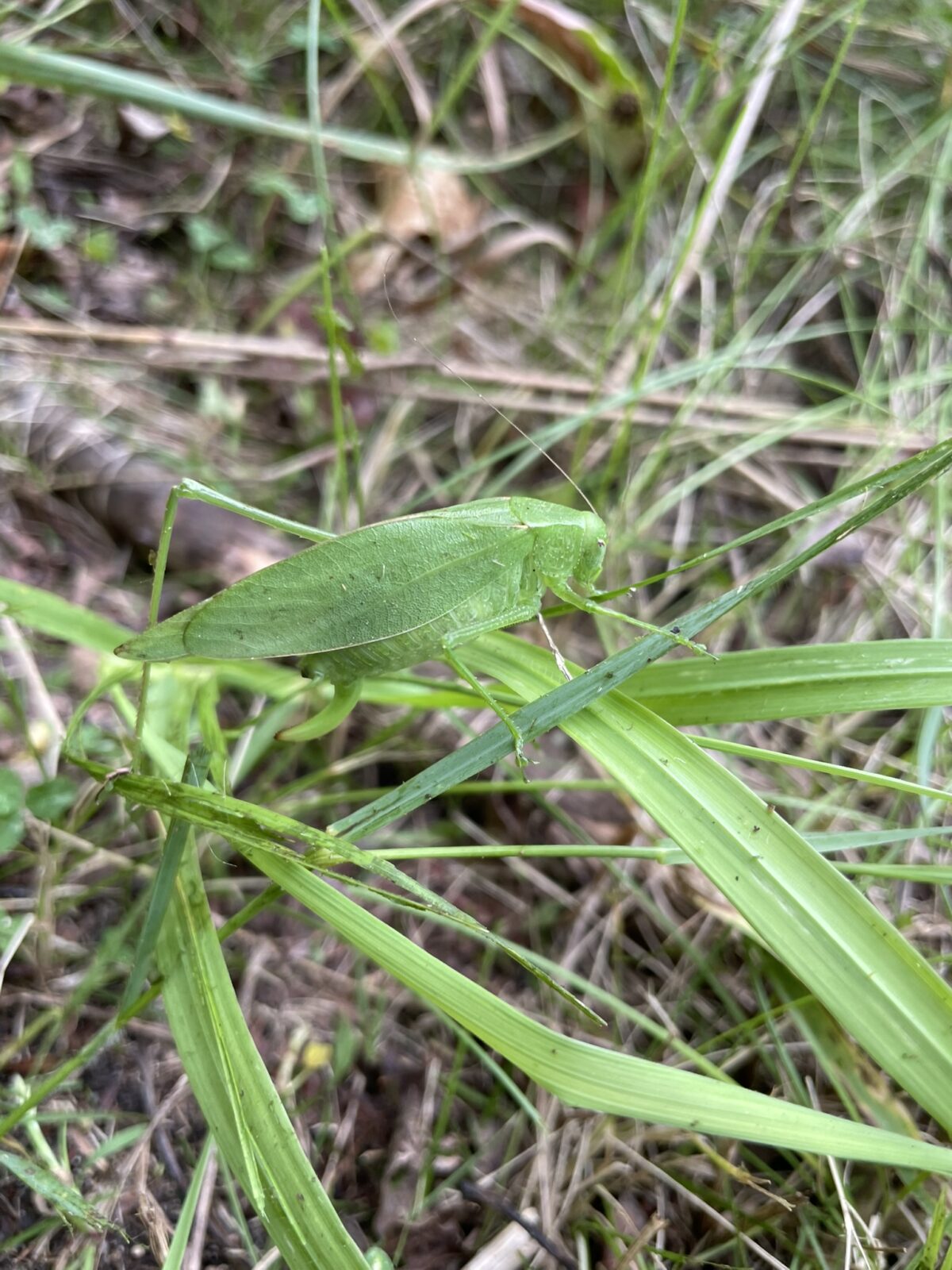 Broadwinged Bush Katydid (Scudderia pistillata)