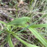 Broadwinged Bush Katydid (Scudderia pistillata)
