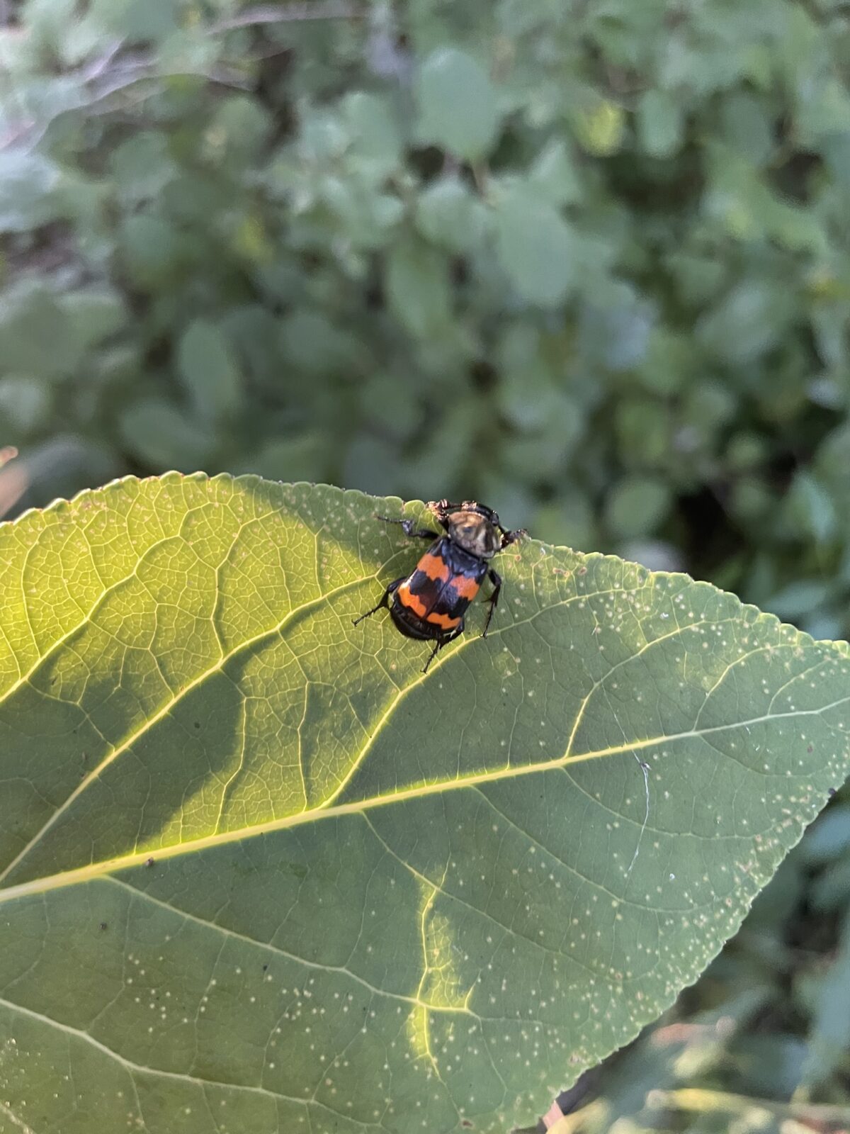 Burying Beetle (Nicrophorus species)