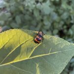 Burying Beetle (Nicrophorus species)