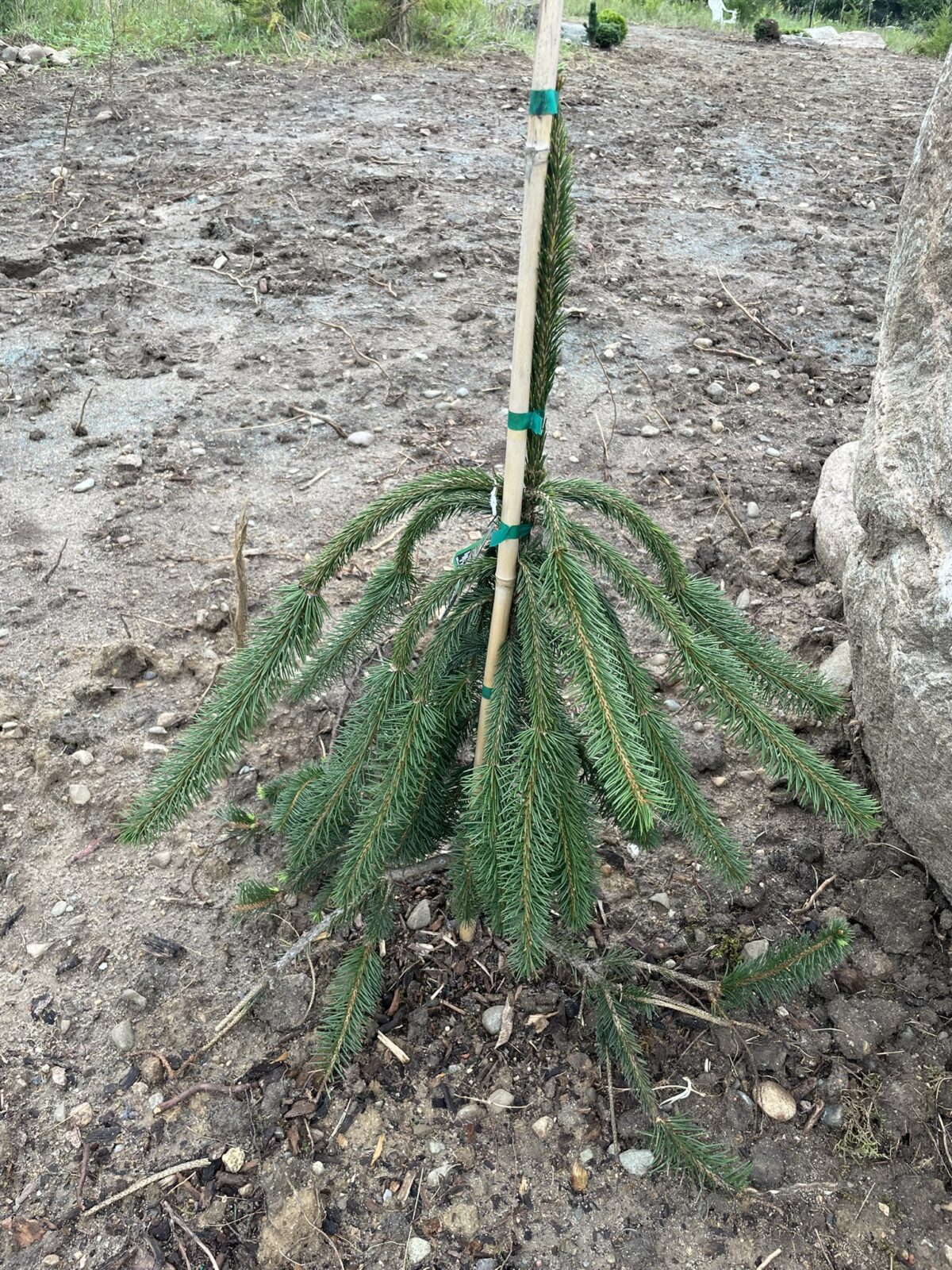 Cobra Norway Spruce (Picea abies ‘Cobra’)