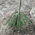 Cobra Norway Spruce (Picea abies ‘Cobra’)