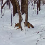 Coyote (Canis latrans)