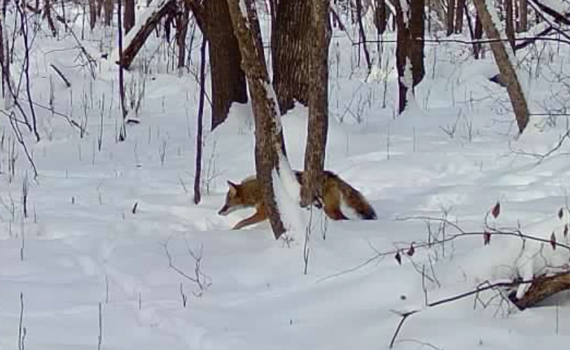 Coyote (Canis latrans)
