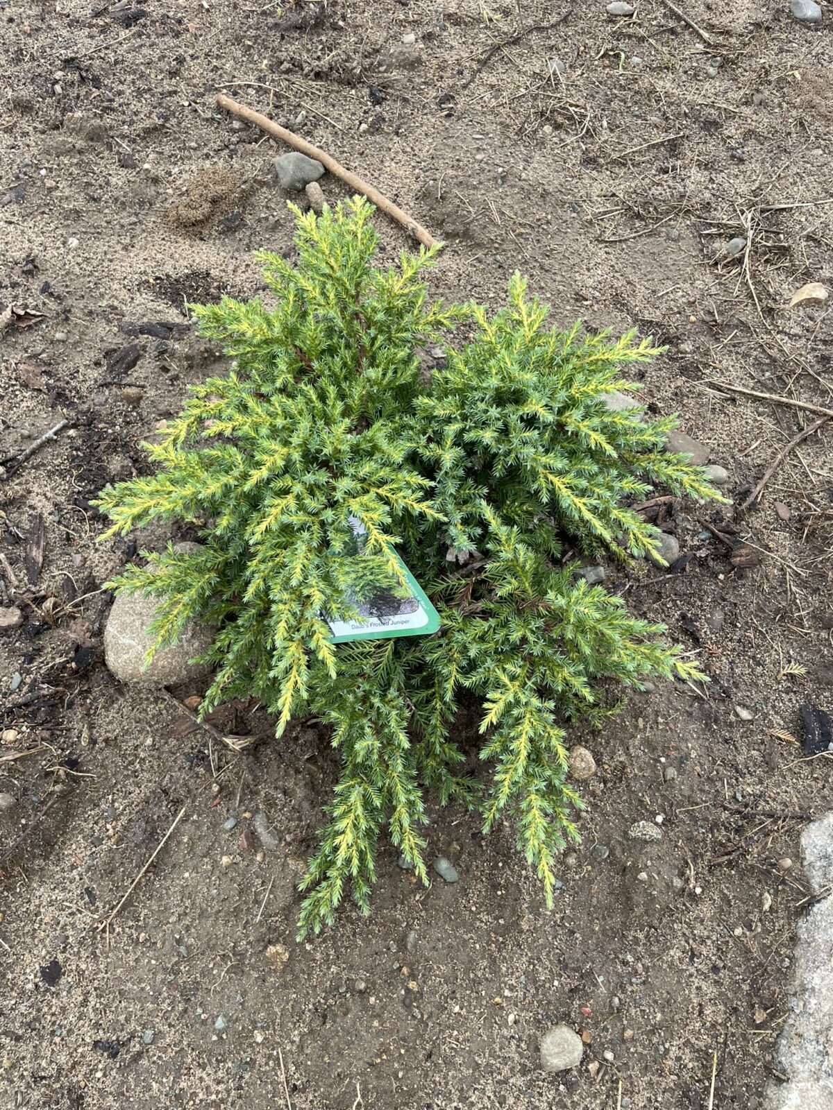 Daub’s Frosted Juniper (Juniperus chinensis ‘Daub’s Frosted’)