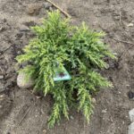 Daub’s Frosted Juniper (Juniperus chinensis ‘Daub’s Frosted’)