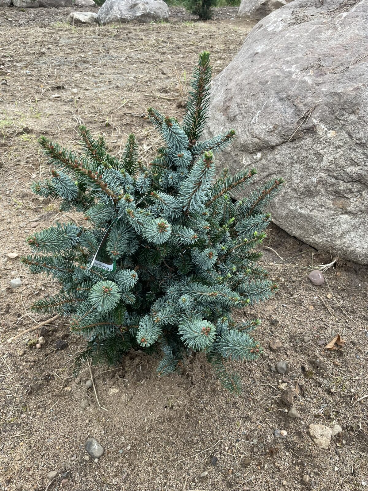 de Ruyter’s Serbian Spruce (Picea omorika ‘de Ruyter’)