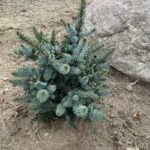 de Ruyter’s Serbian Spruce (Picea omorika ‘de Ruyter’)