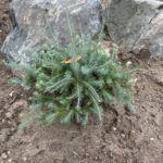 Deborah Waxman American Larch (Larix laricina ‘Deborah Waxman’)
