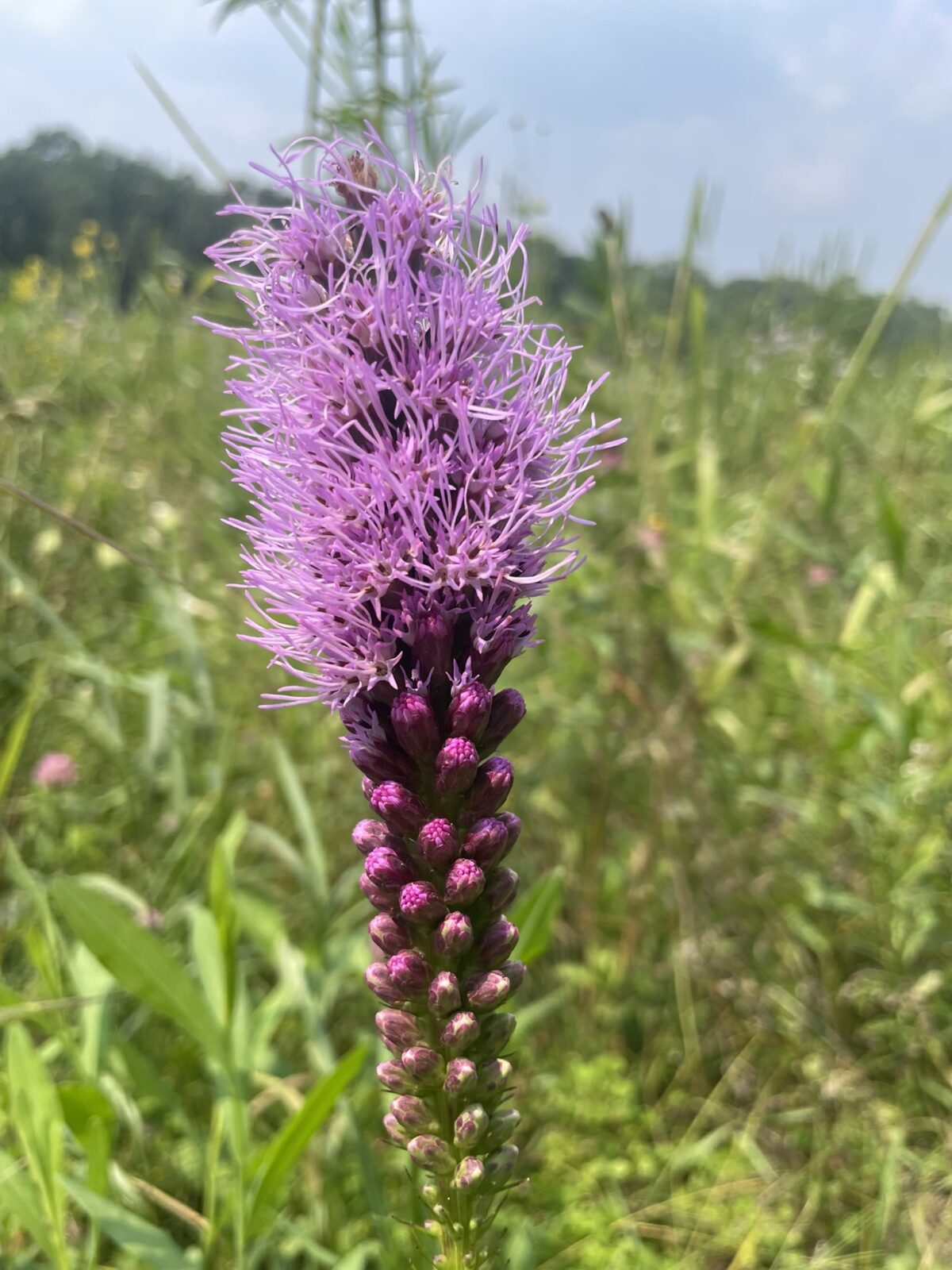 Dense Blazing Star (Liatris spicata)