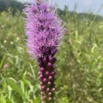 Dense Blazing Star (Liatris spicata)