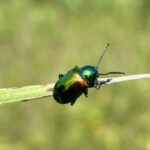 Dogbane Beetle (Chrysochus auratus)