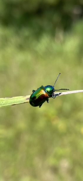 Dogbane Beetle (Chrysochus auratus)