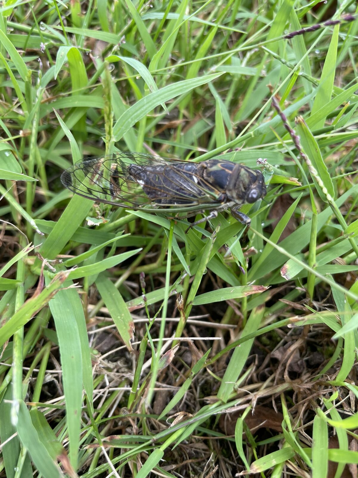 Dogday Cicada (Neotibicen canicularis)