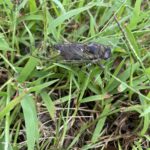 Dogday Cicada (Neotibicen canicularis)