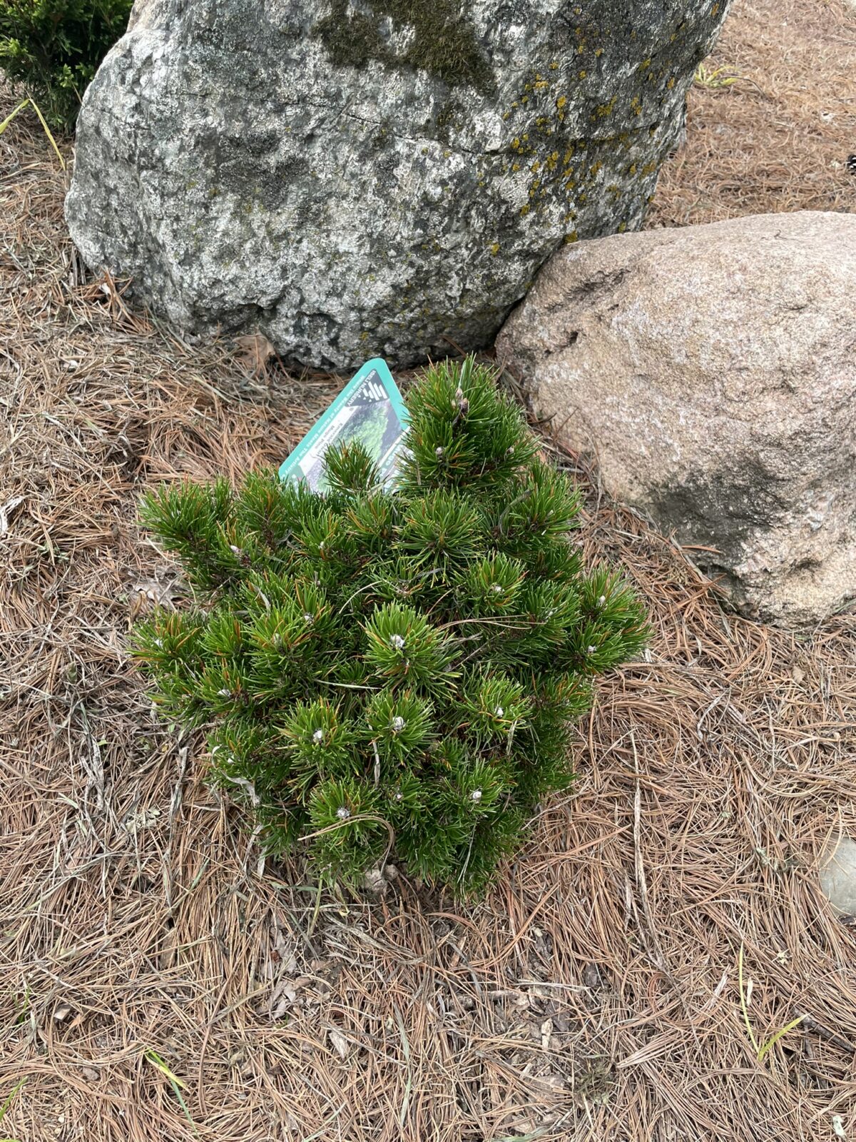 Emerald Dwarf Mugo Pine (Pinus Mugo ‘Emerald Dwarf’)