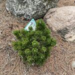 Emerald Dwarf Mugo Pine (Pinus Mugo 'Emerald Dwarf')