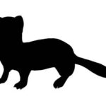 Ermine (Mustela erminea)