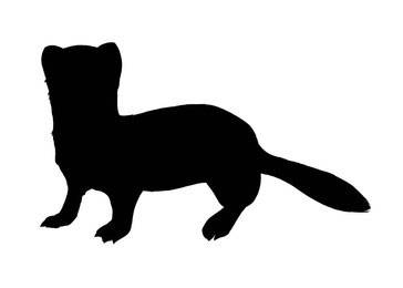 Ermine (Mustela erminea)