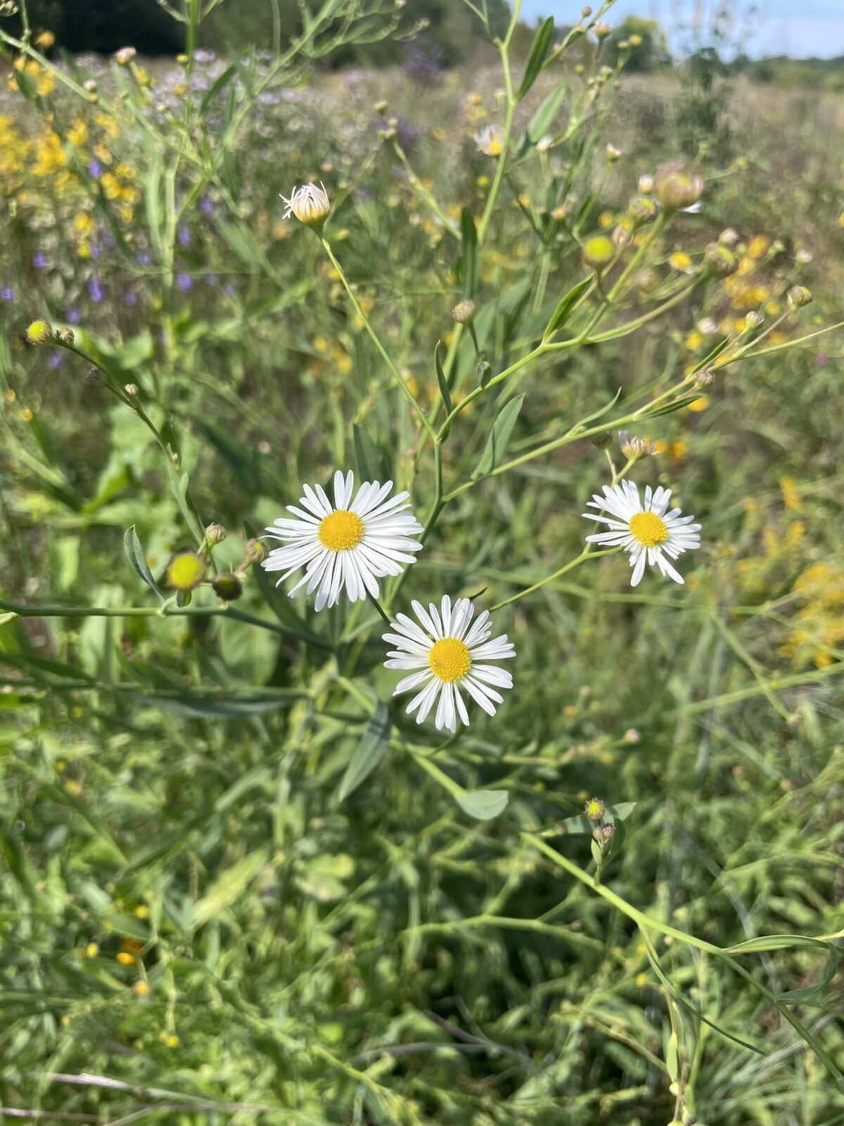 False Aster (Boltonia asteroides)