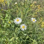 False Aster (Boltonia asteroides)