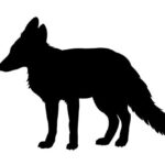 Gray Fox (Urocyan cineroargenteus)
