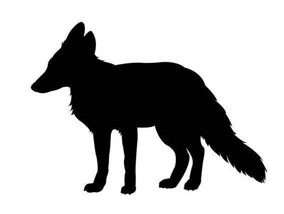 Gray Fox (Urocyan cineroargenteus)