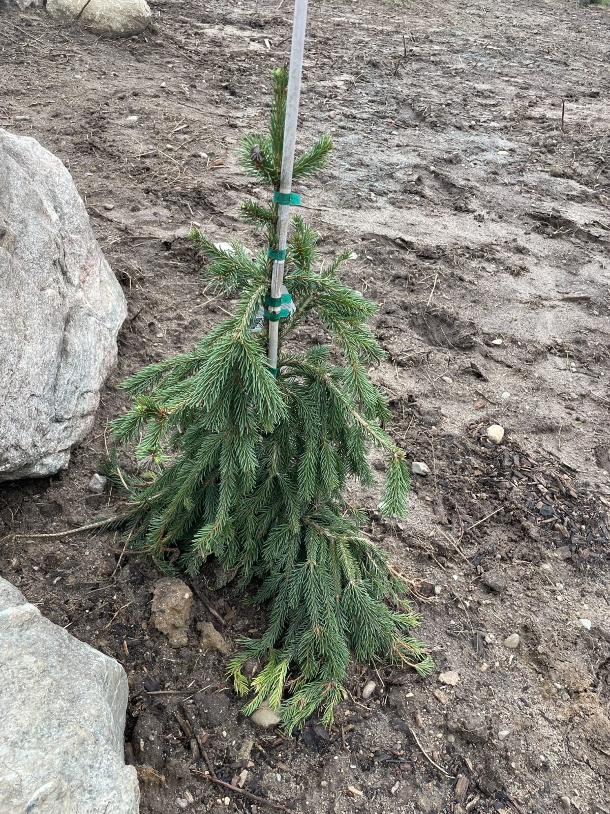 Frohburg Norway Spruce (Picea abies ‘Frohburg’)