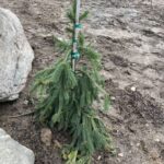 Frohburg Norway Spruce (Picea abies ‘Frohburg’)