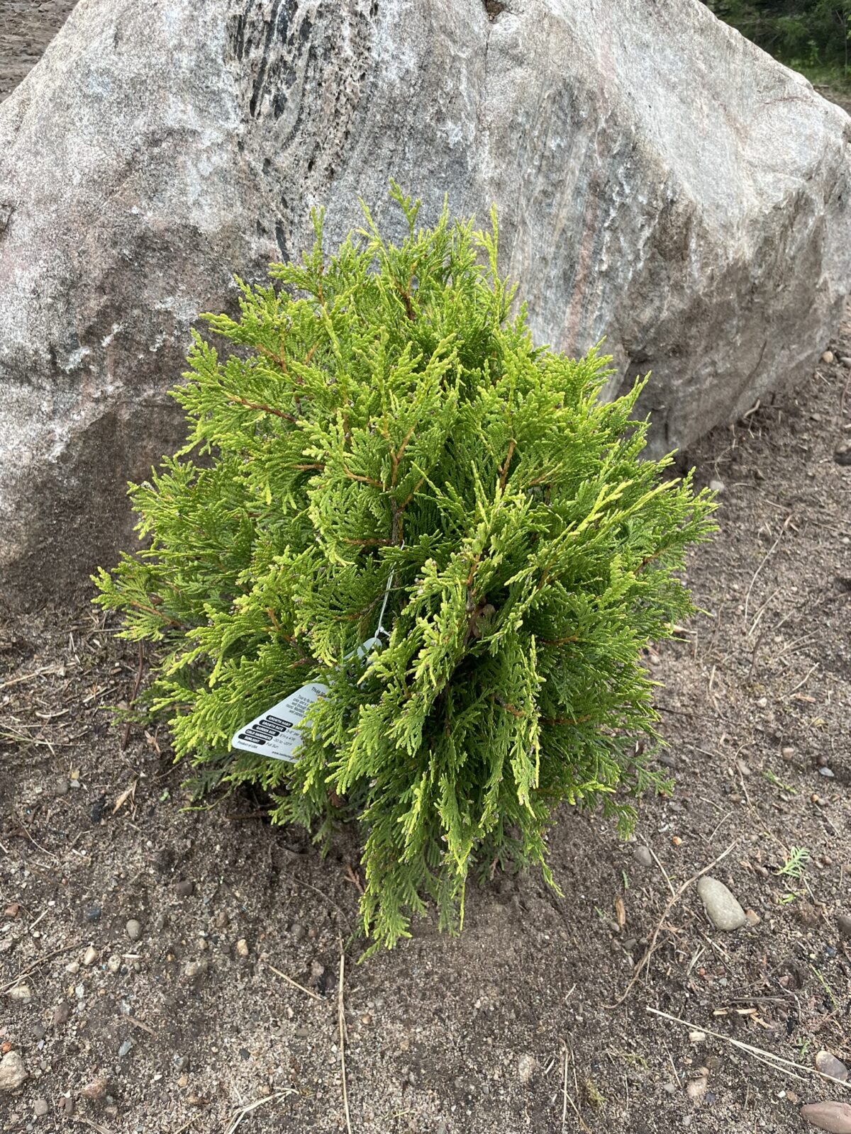 Golden Globe Arborvitae (Thuja occidentalis ‘Golden Globe’)