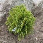 Golden Globe Arborvitae (Thuja occidentalis ‘Golden Globe’)