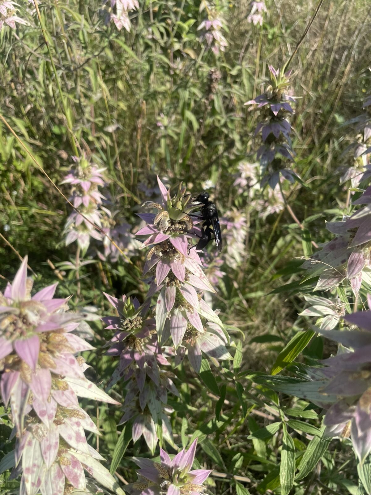 Great Black Wasp (Sphex pensylvanicus)