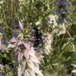 Great Black Wasp (Sphex pensylvanicus)