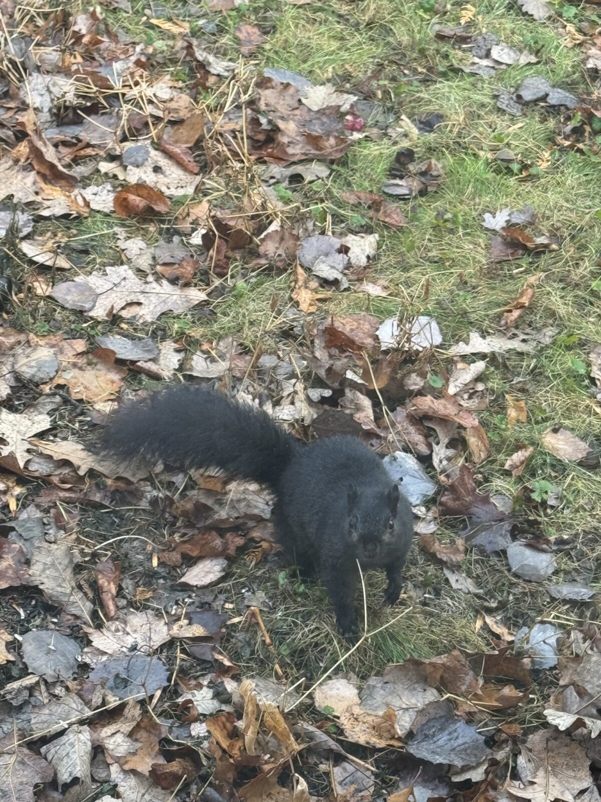 Gray Squirrel (Sciurus carolinensis)