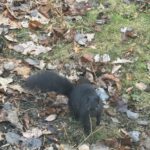 Gray Squirrel (Sciurus carolinensis)