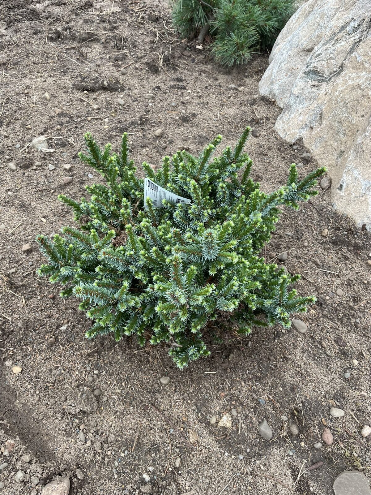 Gunter Serbian Spruce (Picea omorika ‘Gunter’)