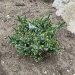 Gunter Serbian Spruce (Picea omorika ‘Gunter’)