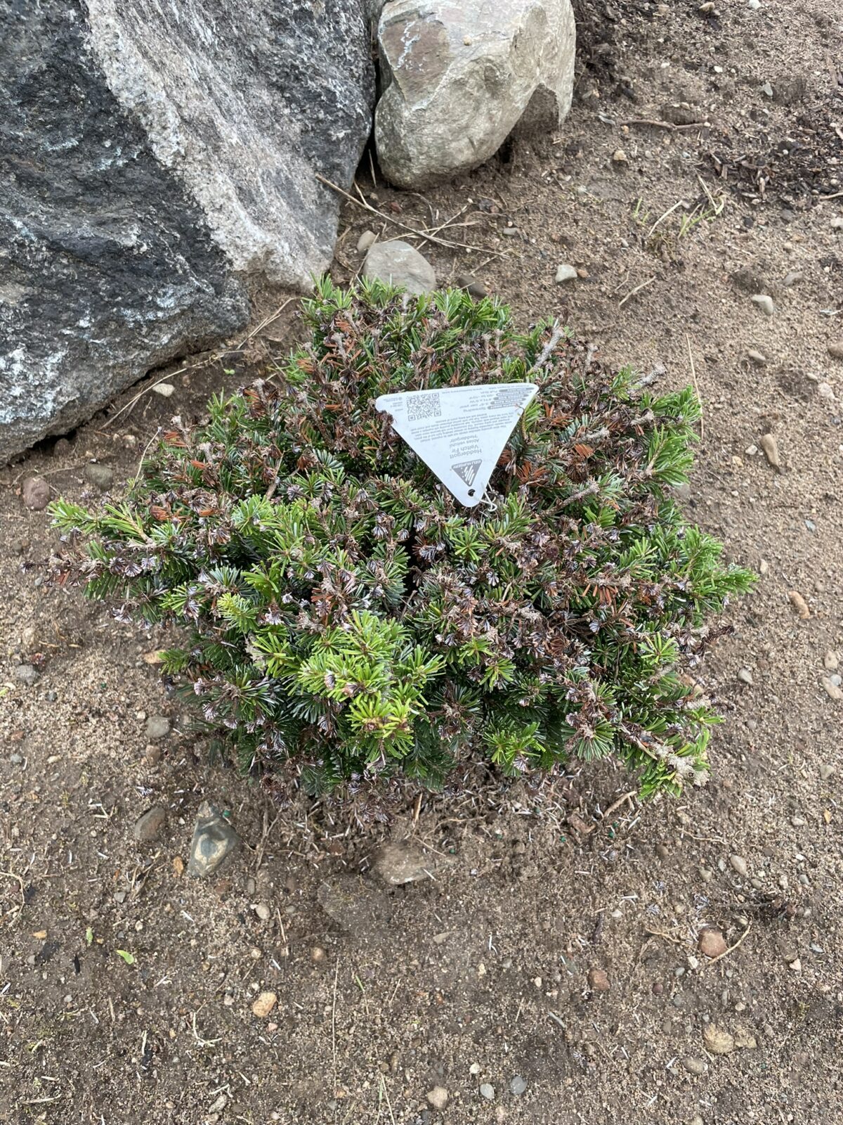 Heddergott Veitch Fir (Abies veitchii ‘Heddergott’)