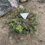 Heddergott Veitch Fir (Abies veitchii ‘Heddergott’)