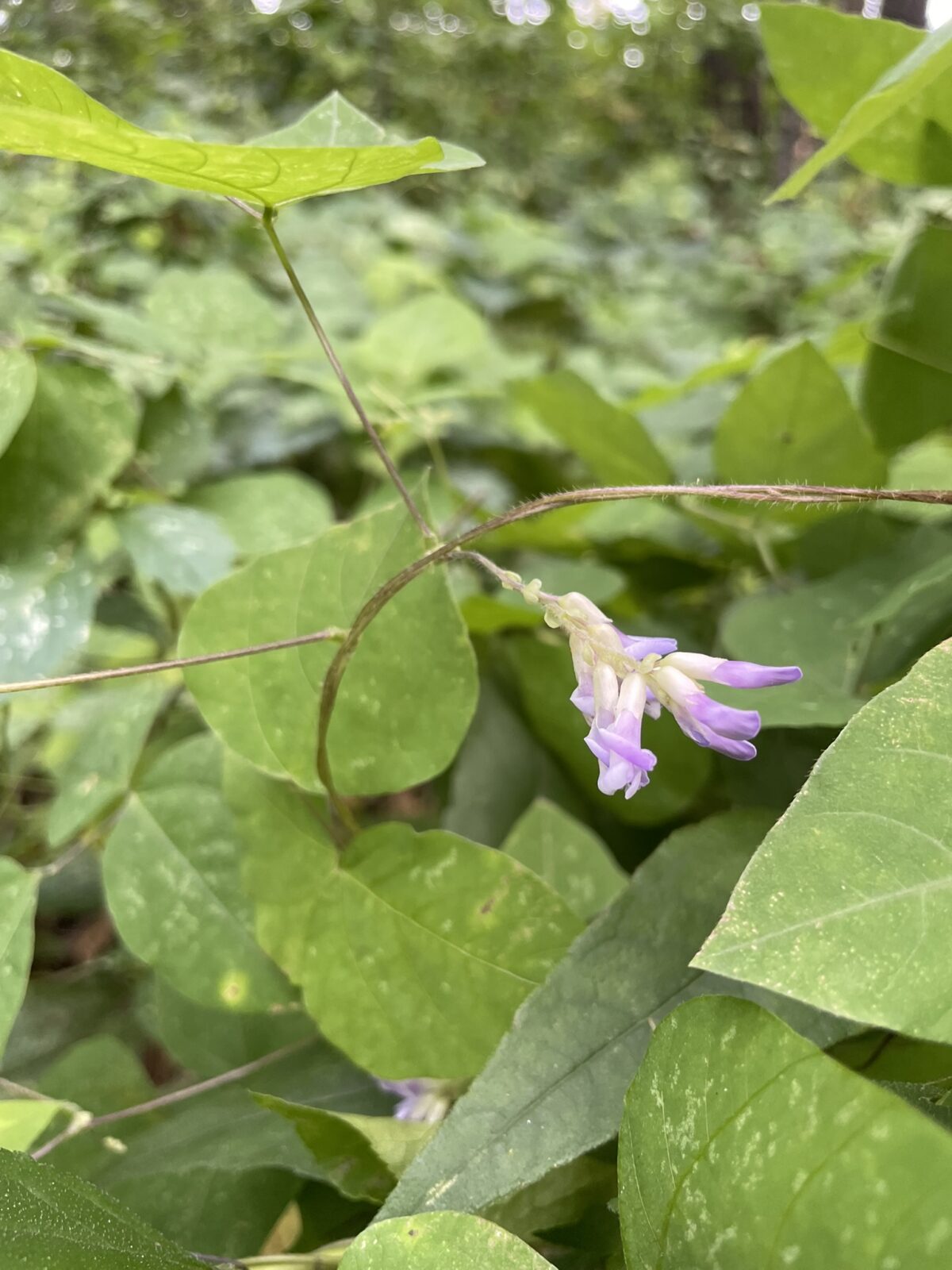 American Hog Peanut (Amphicarpaea bracteata)