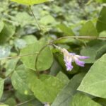 American Hog Peanut (Amphicarpaea bracteata)