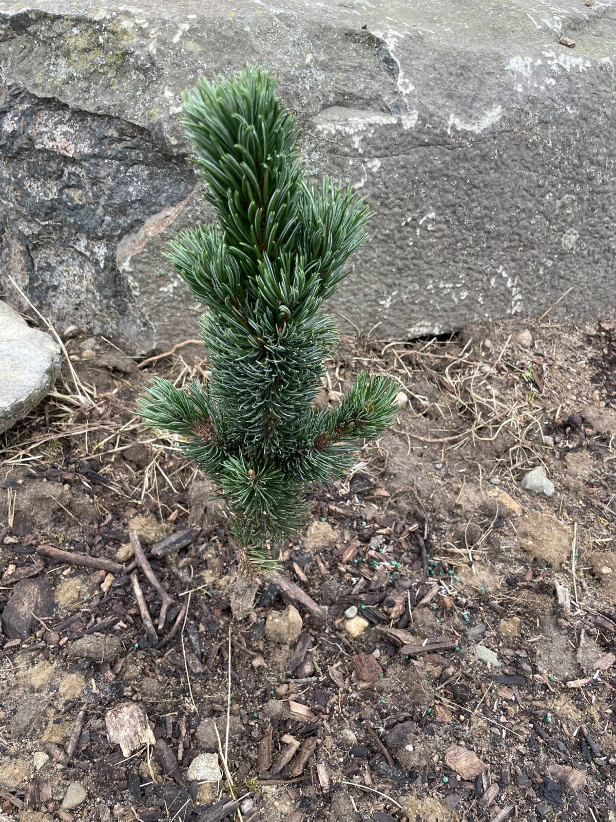 Horstmann Bristlecone Pine (Pinus aristata ‘Horstmann’)