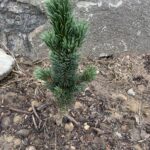 Horstmann Bristlecone Pine (Pinus aristata ‘Horstmann’)