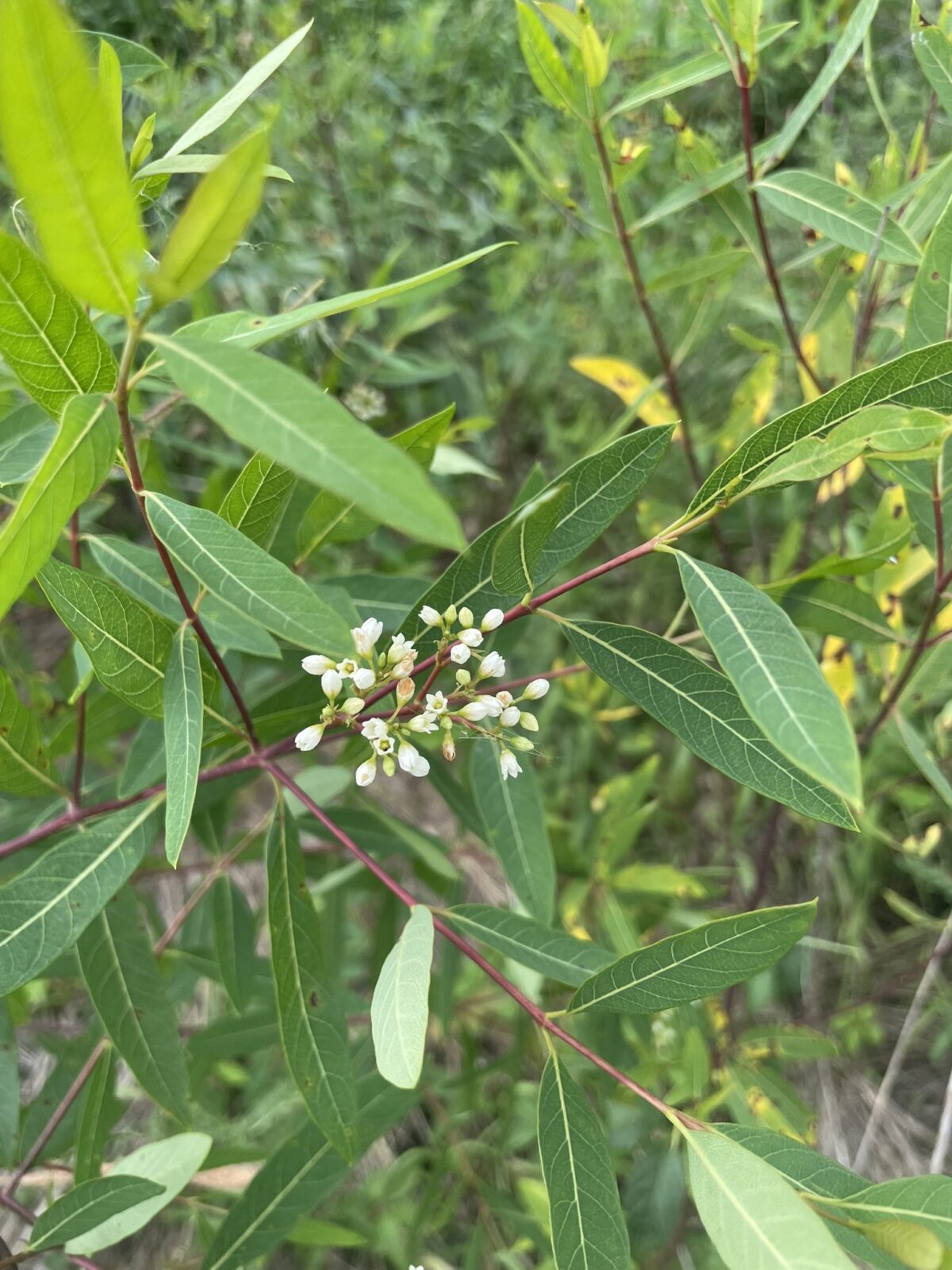 Indian Hemp (Apocynum cannabinum)
